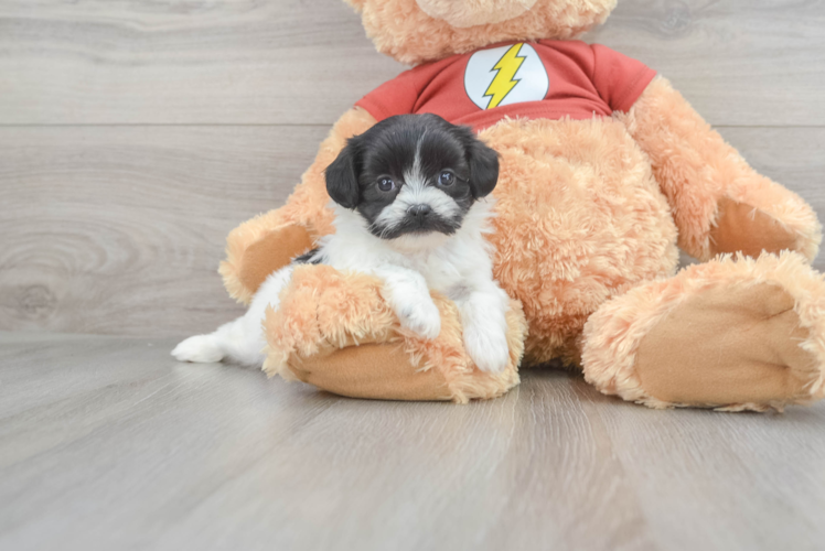 Shih Poo Puppy for Adoption