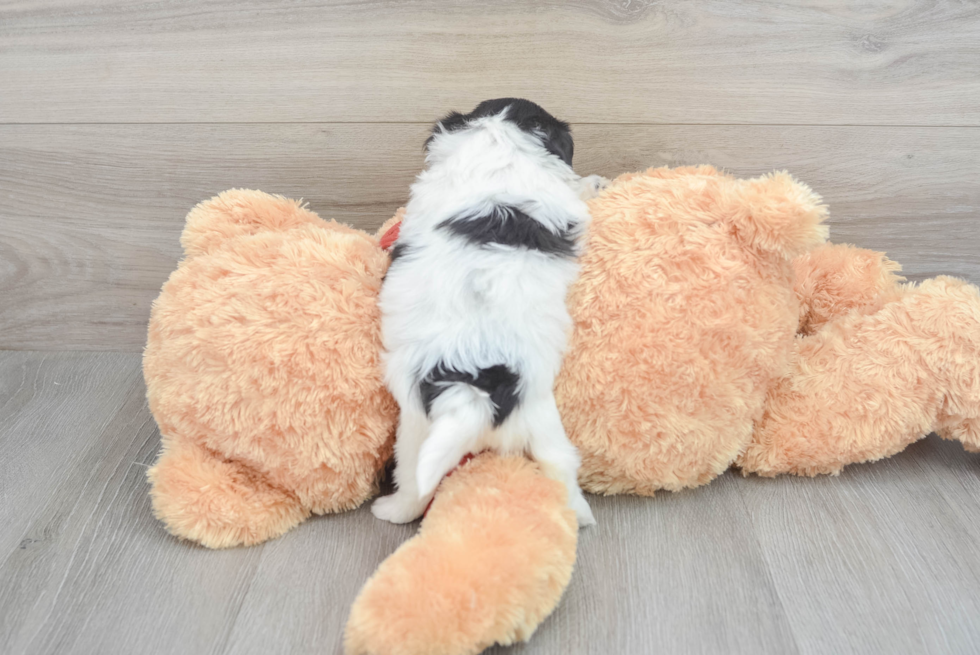 Shih Poo Pup Being Cute