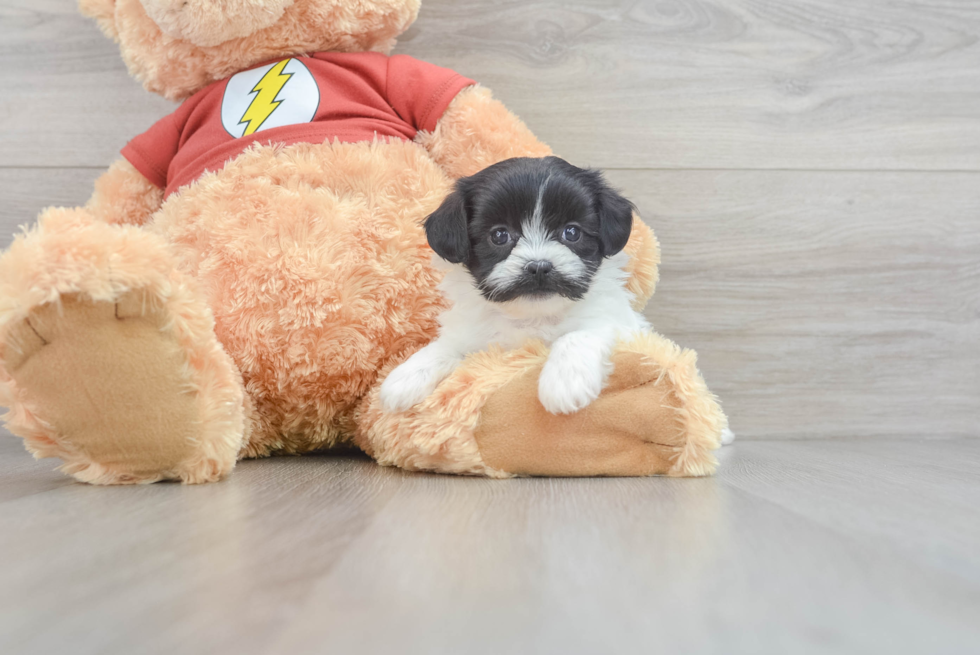 Shih Poo Puppy for Adoption