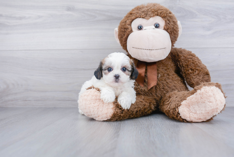 Adorable Shihpoo Poodle Mix Puppy