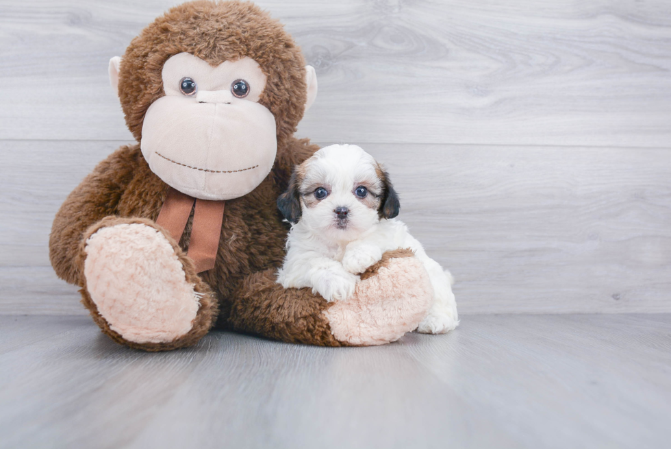 Energetic Shih Poo Poodle Mix Puppy