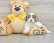 8 week old Shih Poo Puppy For Sale - Premier Pups