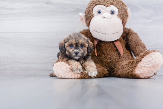 Best Shih Poo Baby