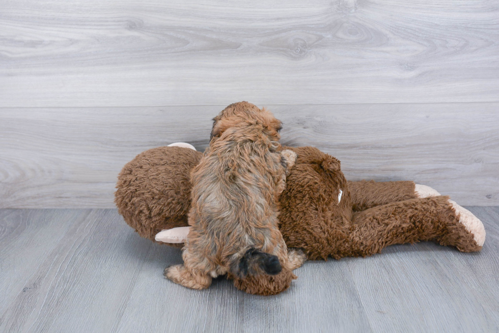 Shih Poo Pup Being Cute