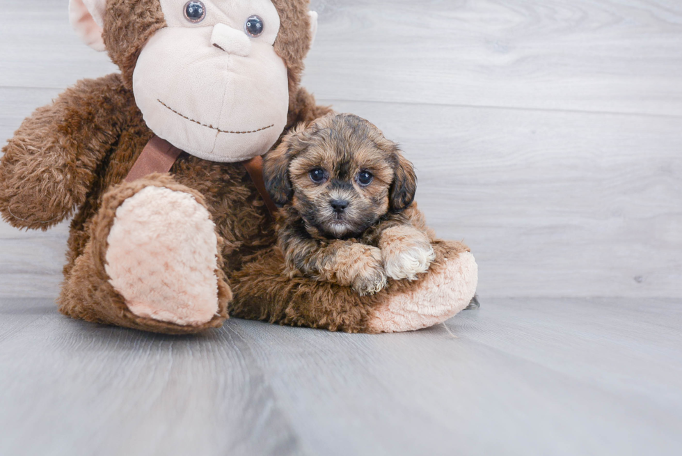 Funny Shih Poo Poodle Mix Pup