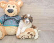5 week old Shih Poo Puppy For Sale - Premier Pups