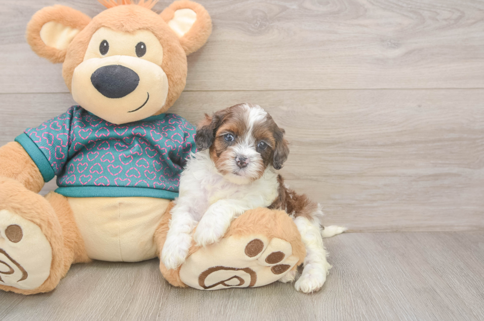 5 week old Shih Poo Puppy For Sale - Premier Pups