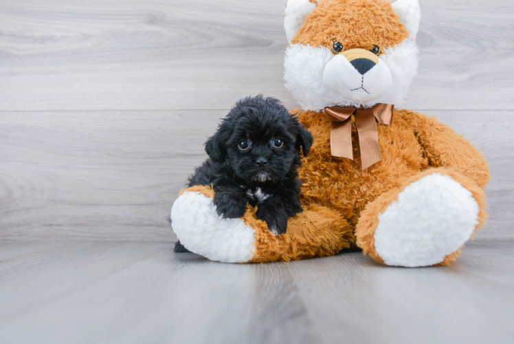 Hypoallergenic Shih Poo Poodle Mix Puppy