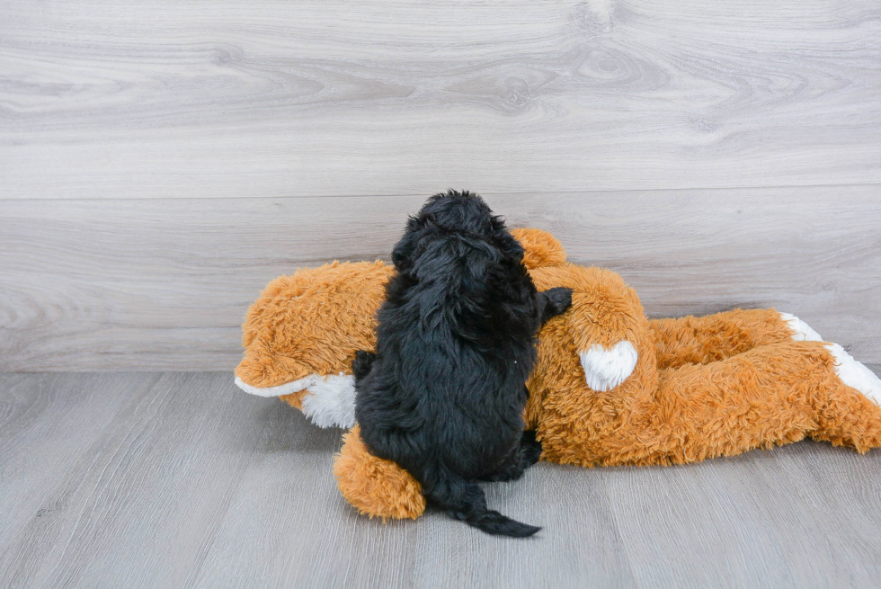 Smart Shih Poo Poodle Mix Pup