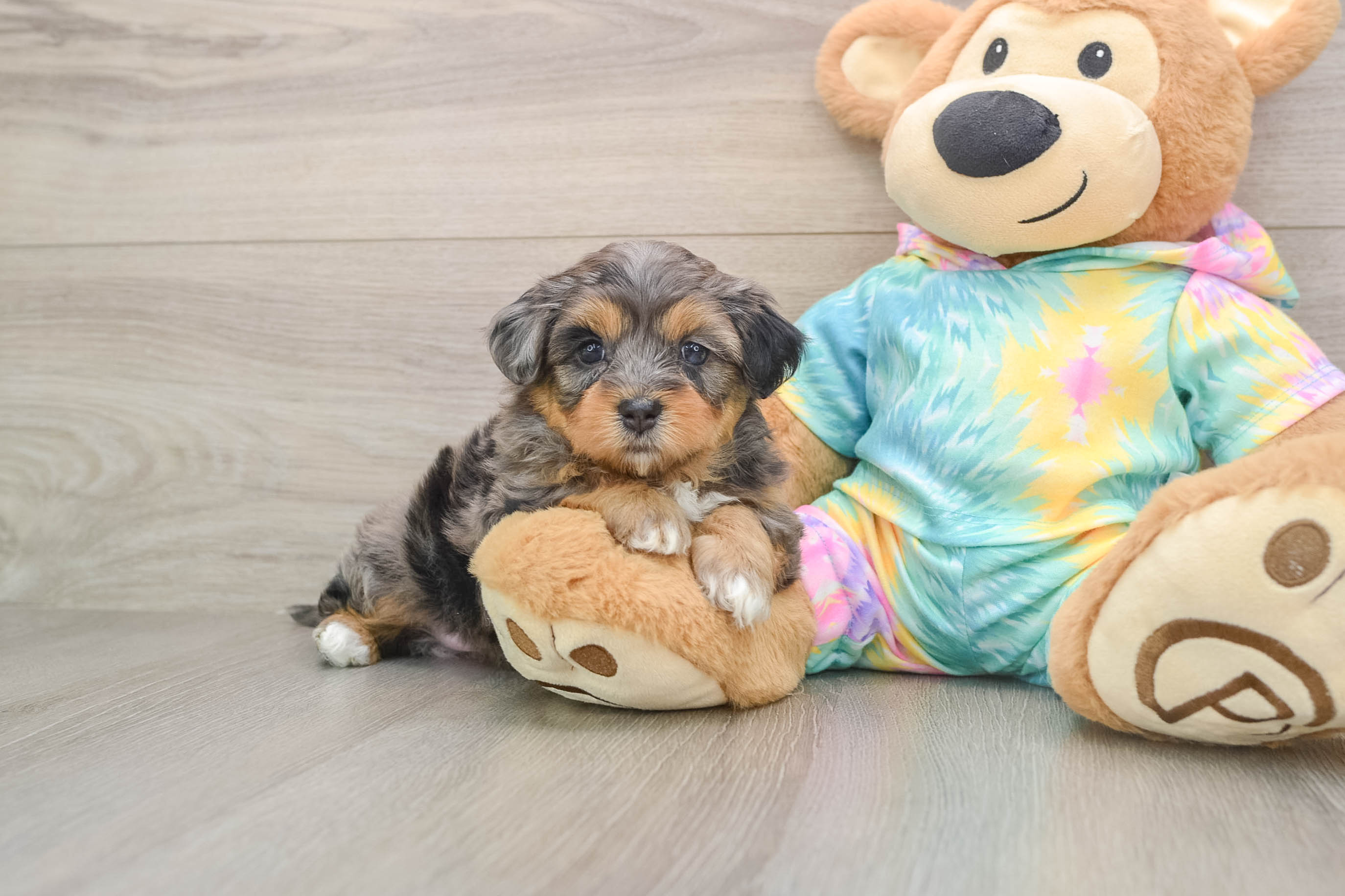 Hypoallergenic Shih Poo Poodle Mix Puppy