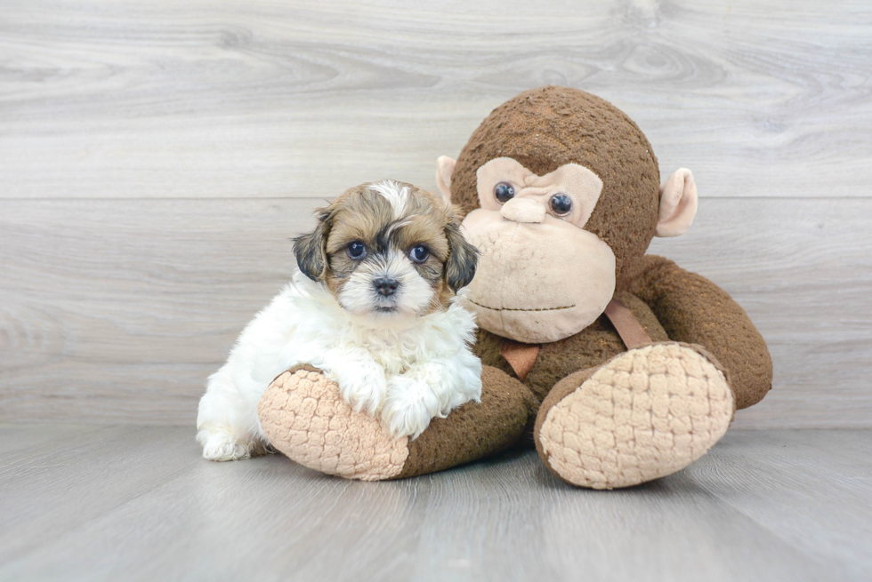 Best Shih Poo Baby