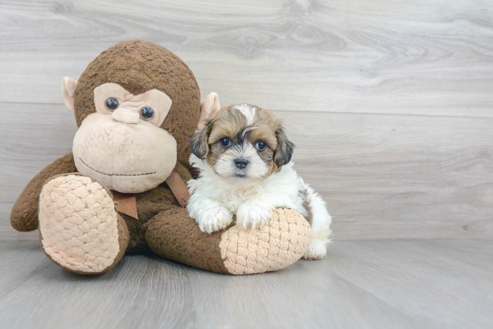 Shih Poo Puppy for Adoption