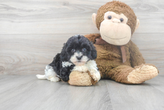 Shih Poo Puppy for Adoption