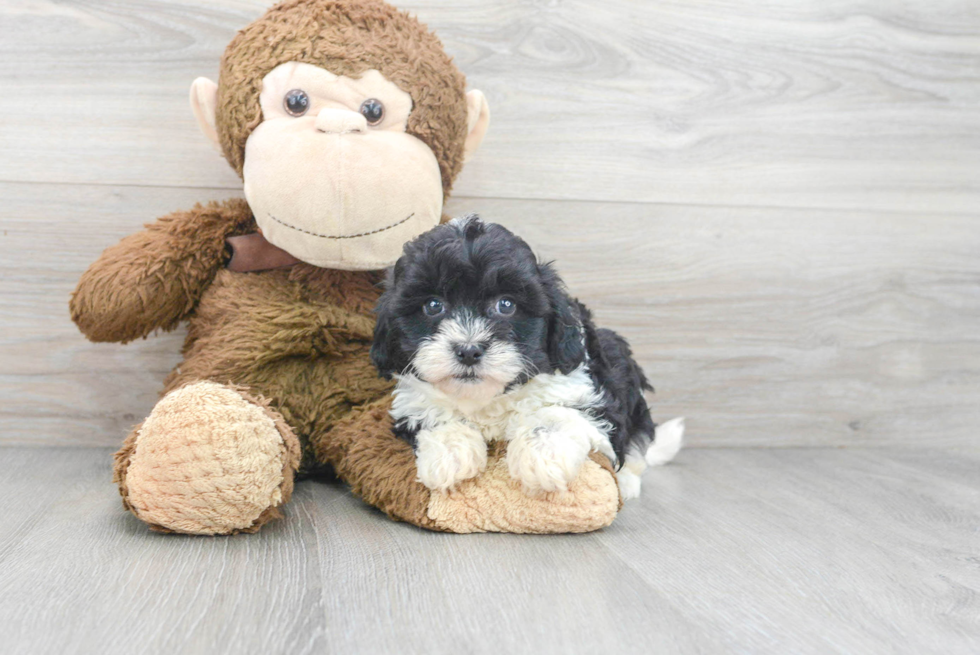 Hypoallergenic Shihpoo Poodle Mix Puppy