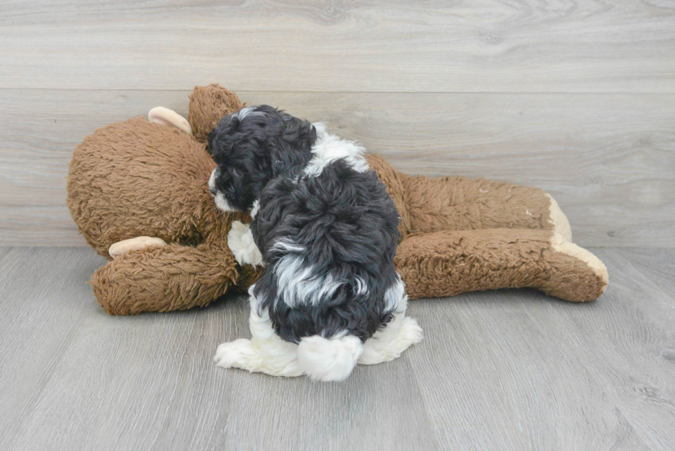 Shih Poo Pup Being Cute