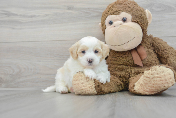 Popular Shih Poo Poodle Mix Pup