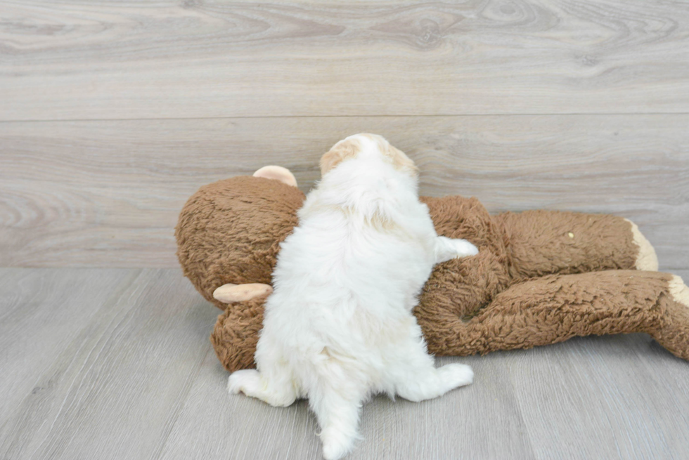 Petite Shih Poo Poodle Mix Pup