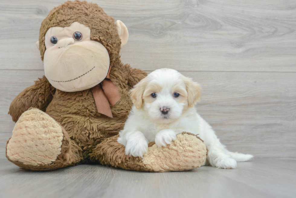Best Shih Poo Baby