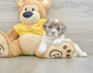 9 week old Shih Poo Puppy For Sale - Premier Pups