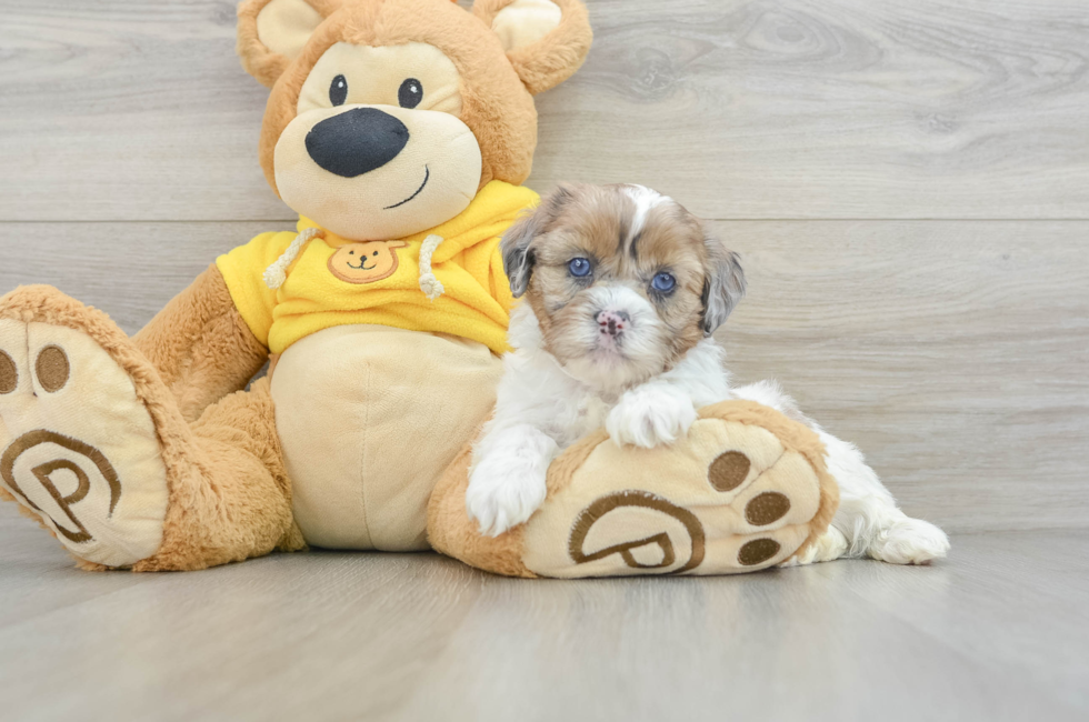 5 week old Shih Poo Puppy For Sale - Premier Pups