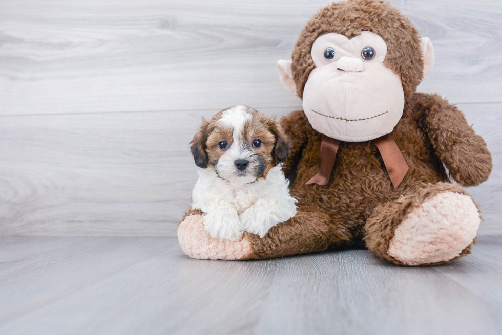 Shih Poo Puppy for Adoption