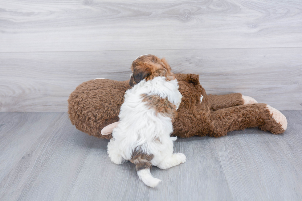 Shih Poo Pup Being Cute