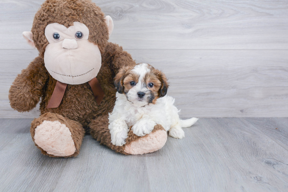 Cute Shih Poo Baby