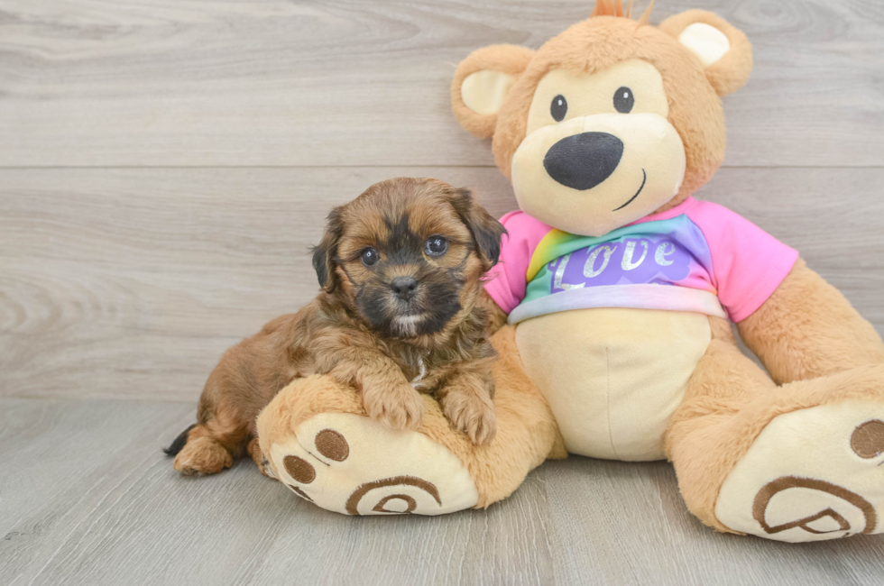 5 week old Shih Poo Puppy For Sale - Premier Pups