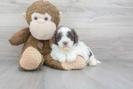 Shih Poo Puppy for Adoption