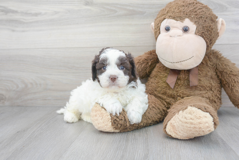 Shih Poo Pup Being Cute