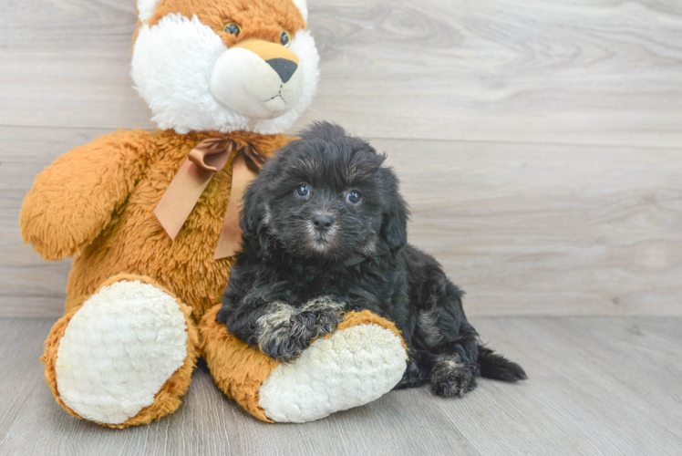 Sweet Shih Poo Baby