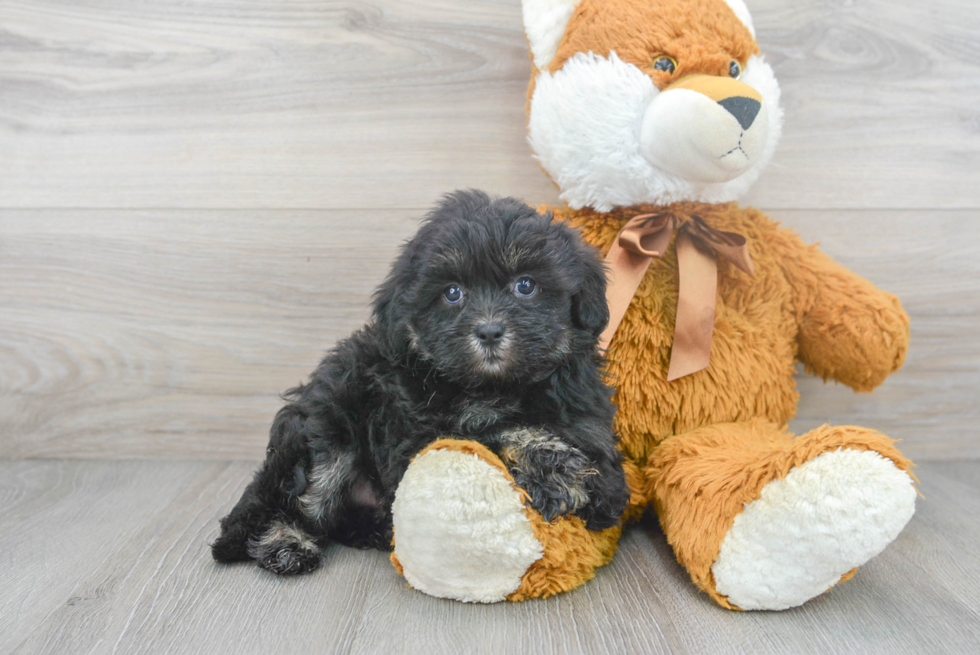 Best Shih Poo Baby