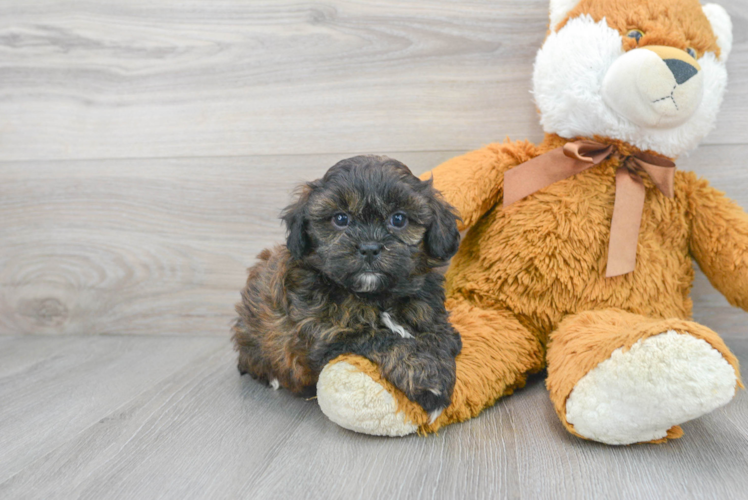 Shih Poo Pup Being Cute