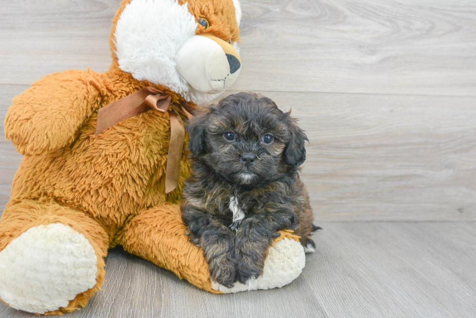 Shih Poo Pup Being Cute