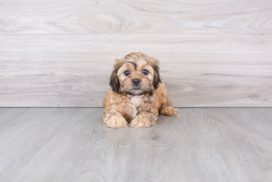 Little Shih Poo Poodle Mix Puppy