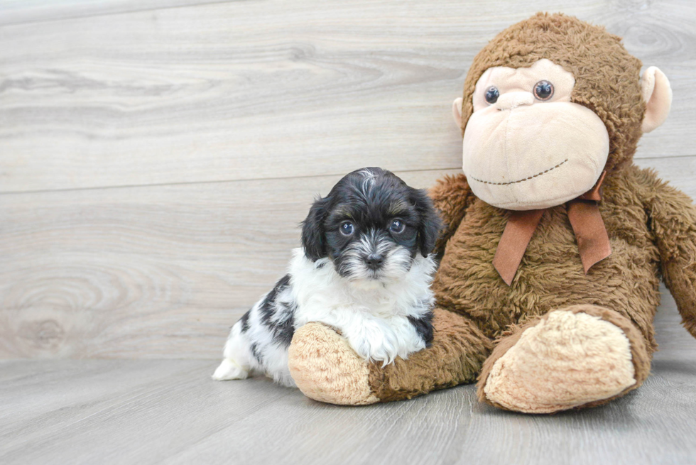 Shih Poo Puppy for Adoption