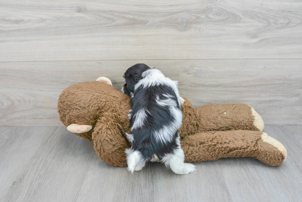 Sweet Shih Poo Baby