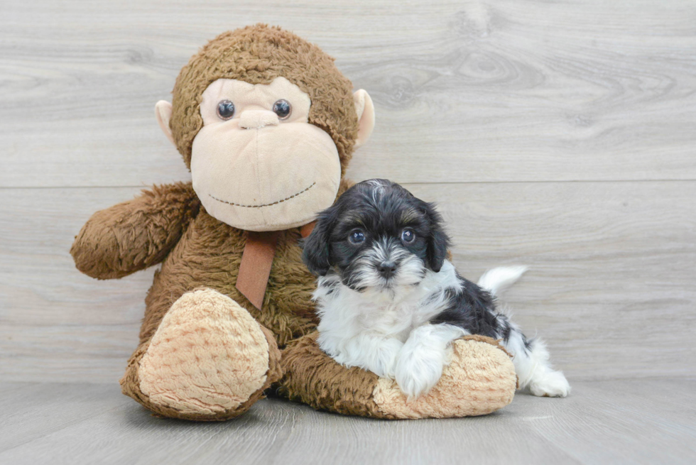 Cute Shih Poo Baby