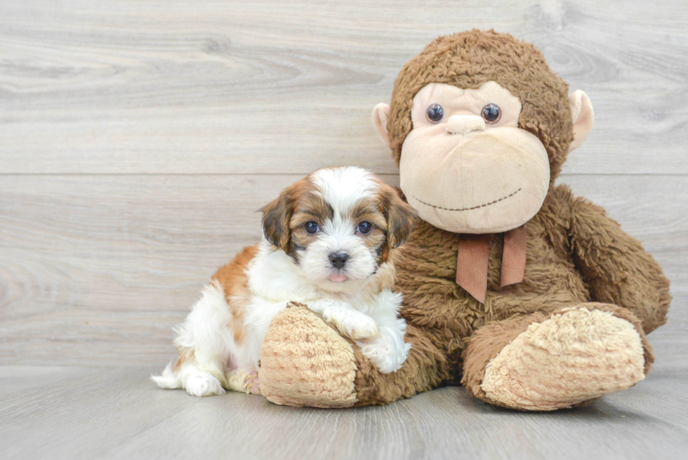 Best Shih Poo Baby