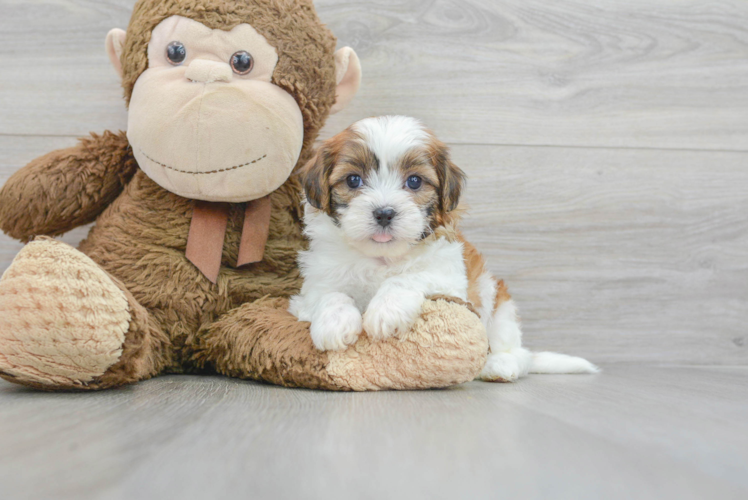 Best Shih Poo Baby
