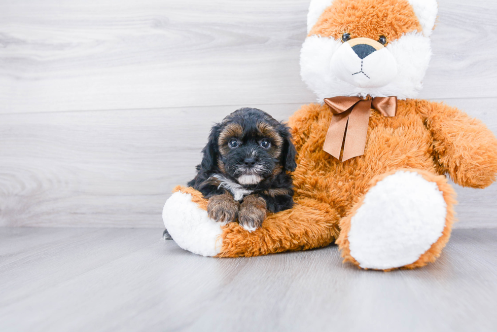 Shih Poo Pup Being Cute