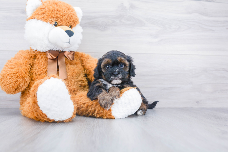 Shih Poo Pup Being Cute