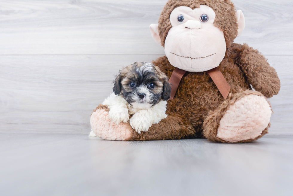 Best Shih Poo Baby