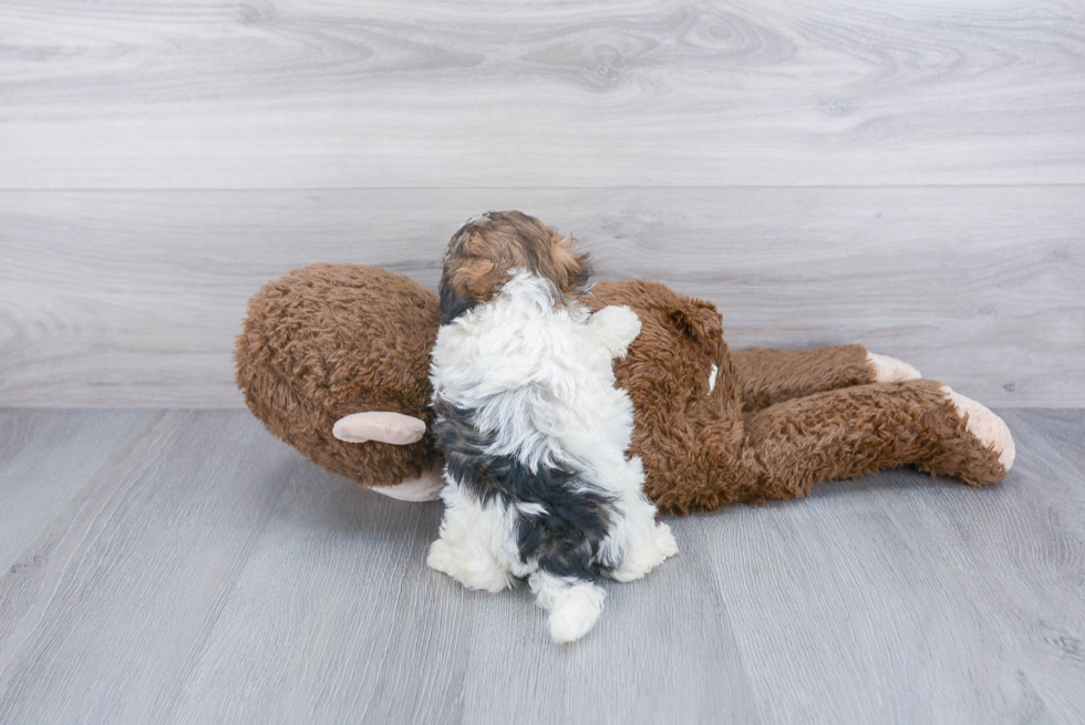 Little Shih Poo Poodle Mix Puppy