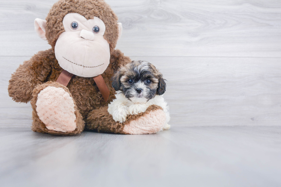 Petite Shih Poo Poodle Mix Pup