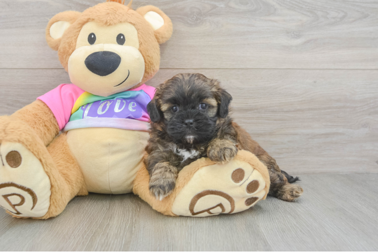 Shih Poo Puppy for Adoption