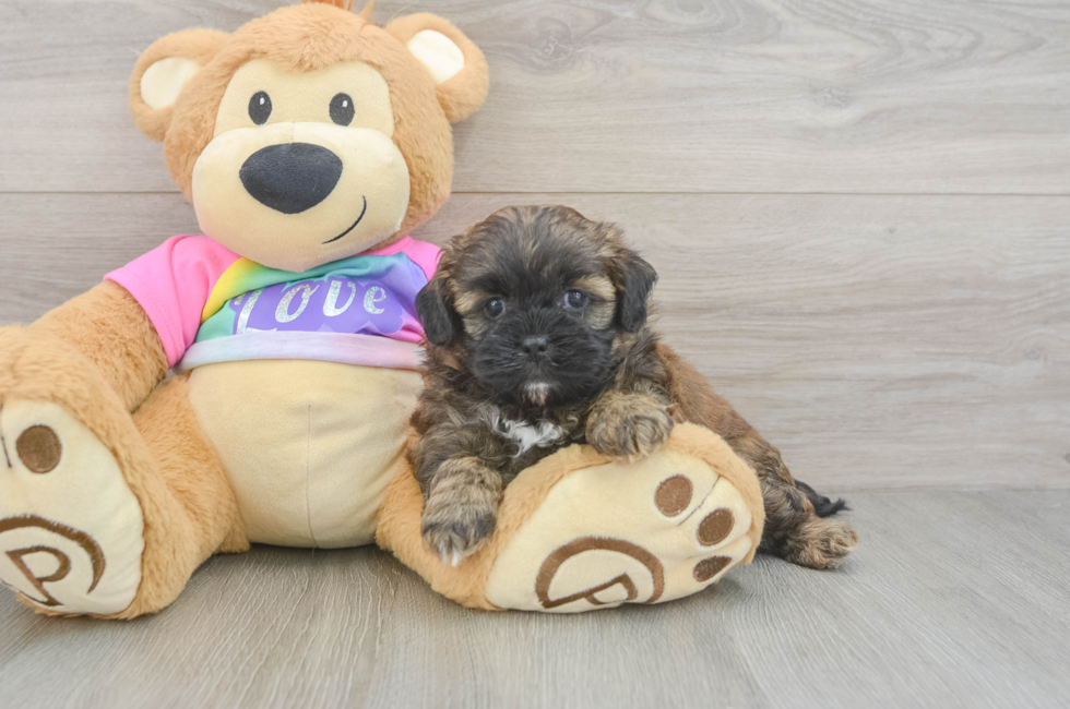 5 week old Shih Poo Puppy For Sale - Premier Pups