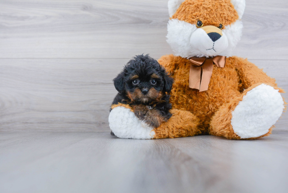 Best Shih Poo Baby