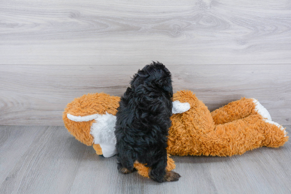 Shih Poo Pup Being Cute