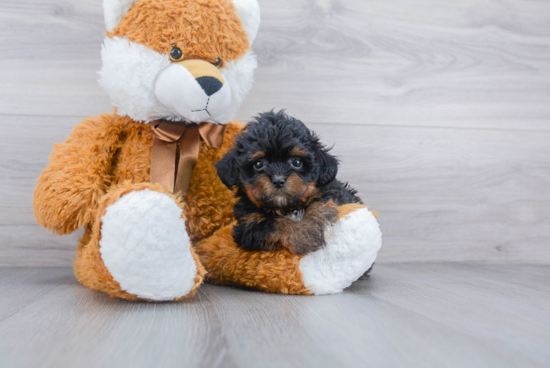 Happy Shih Poo Baby